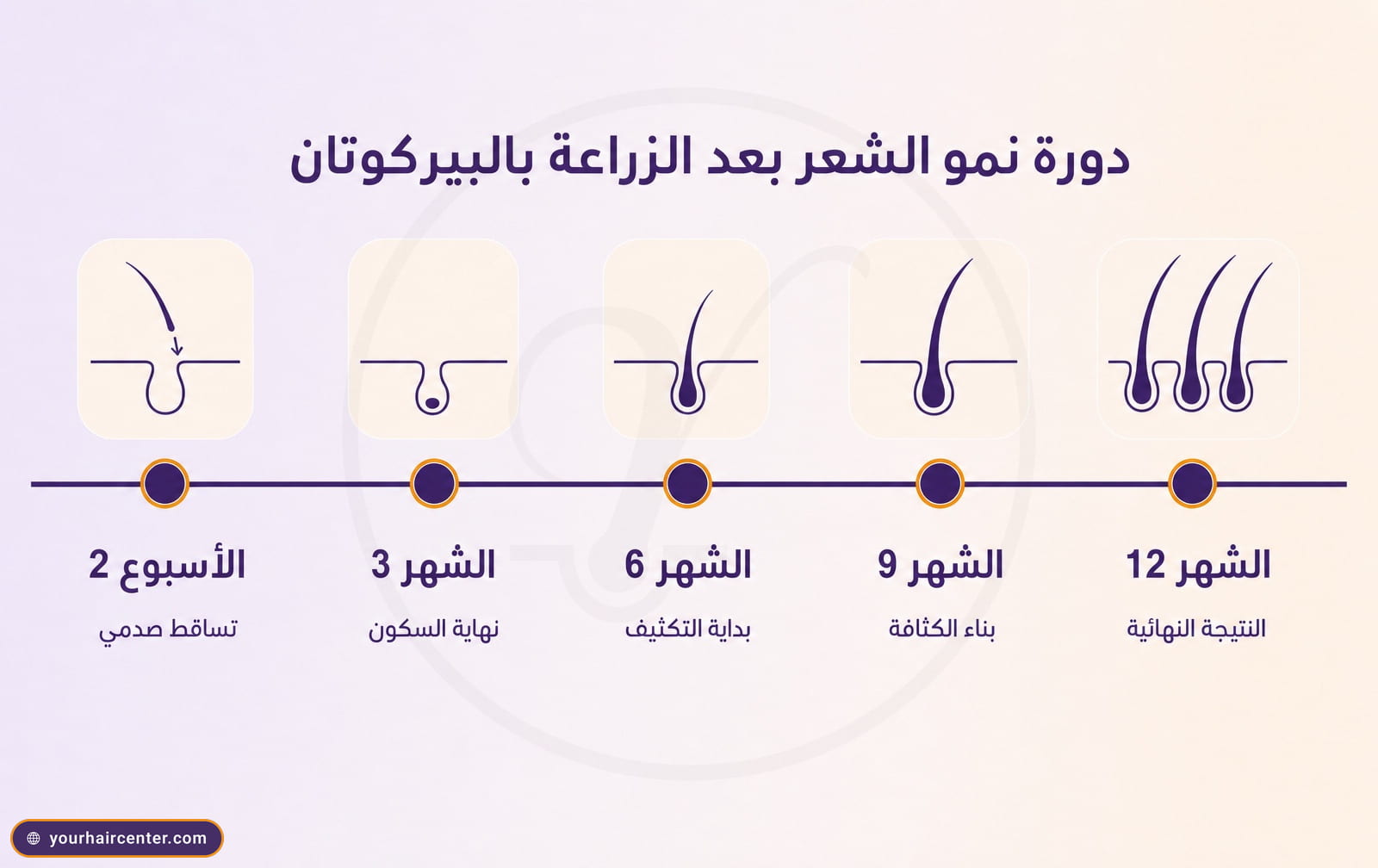 جدول زمني بياني لخمس مراحل نمو الشعر بعد البيركوتان من الأسبوع 2 حتى الشهر 12 بأيقونات بصيلات وألوان البنفسجي العميق والذهبي الدافئ