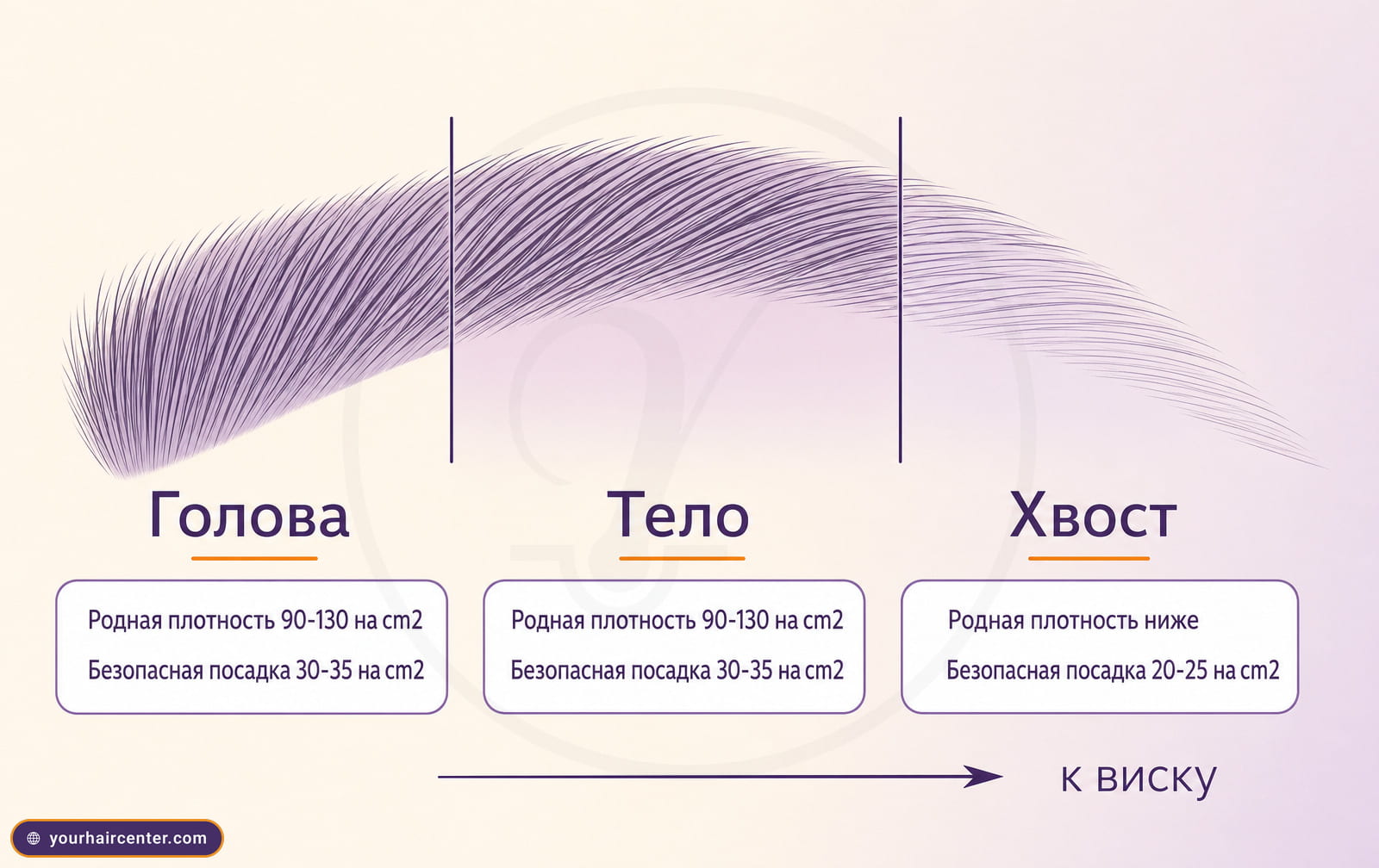 Схема брови с тремя зонами голова, тело, хвост и безопасной плотностью имплантации графтов на квадратный сантиметр