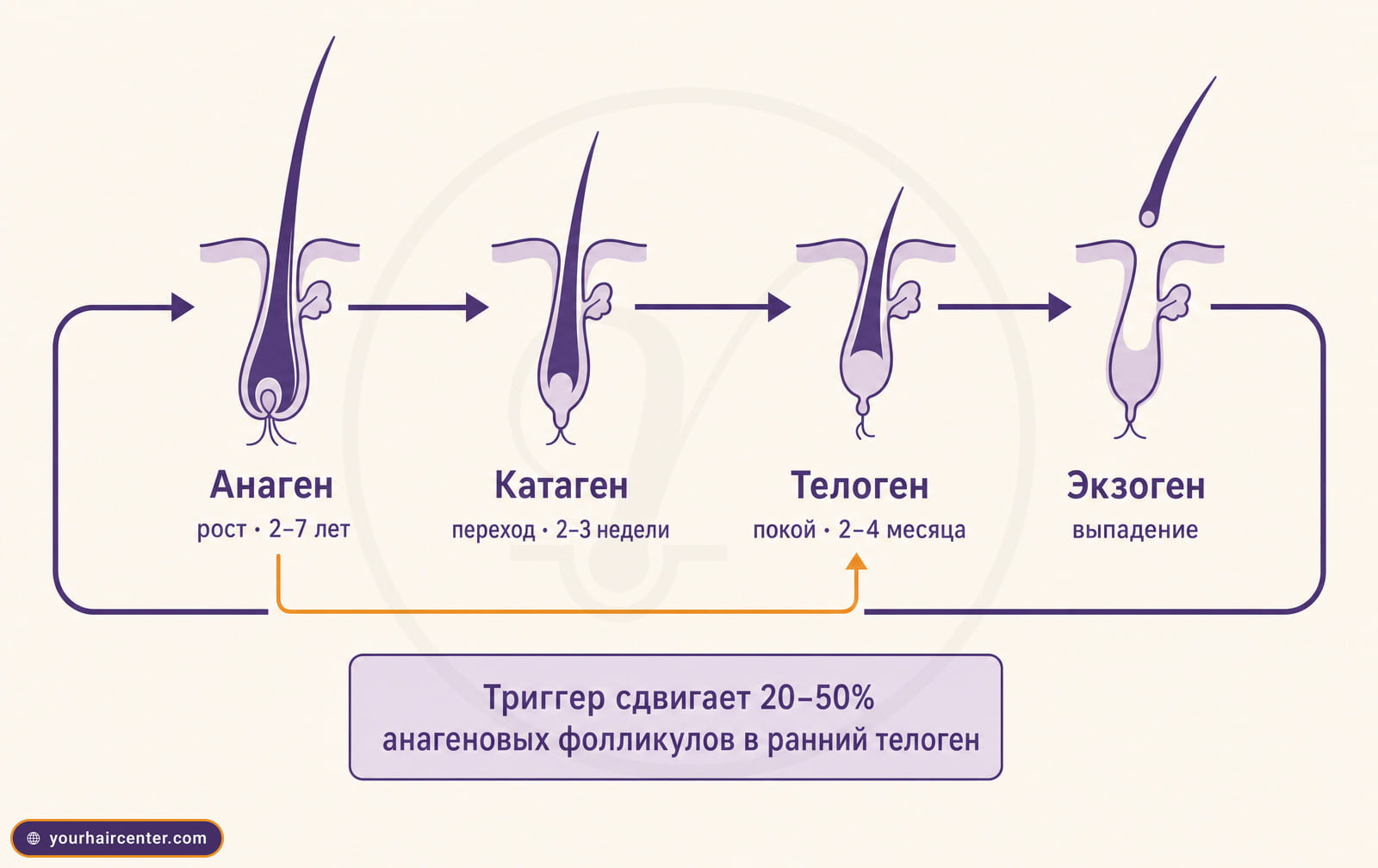 Инфографика цикла волосяного фолликула с фазами анаген, катаген, телоген и экзоген при диффузном выпадении волос