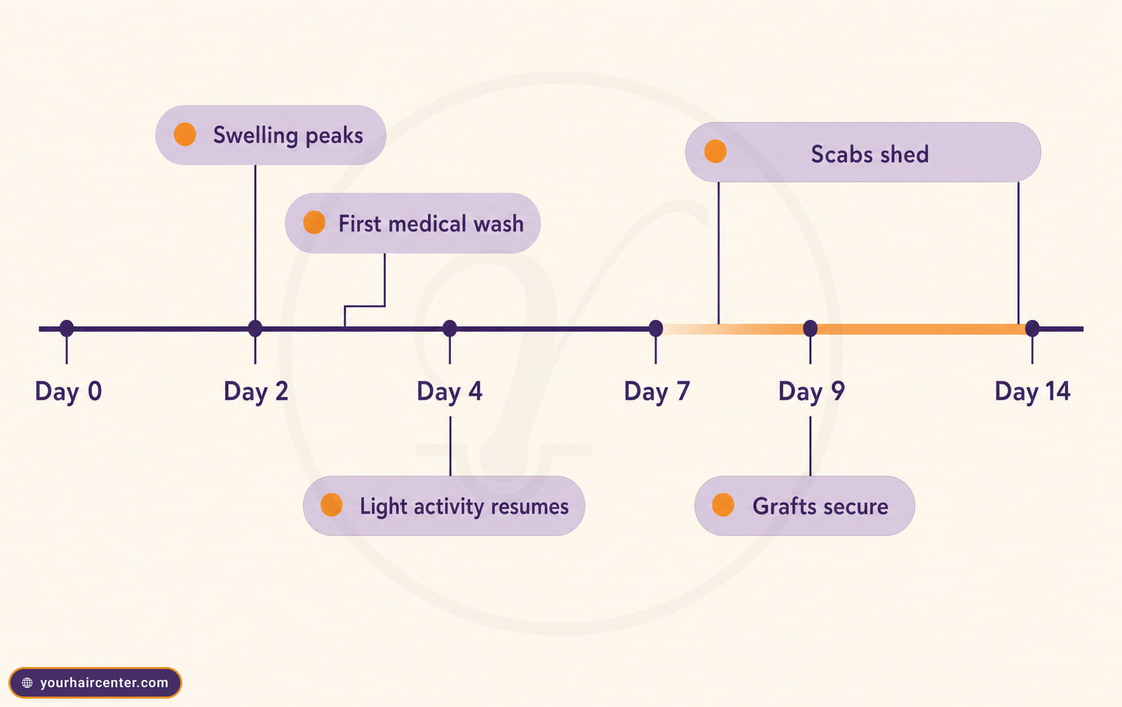 Sapphire FUE recovery day 0 to 14 infographic with swelling peak, first wash, light activity, grafts secure, and scabs shed